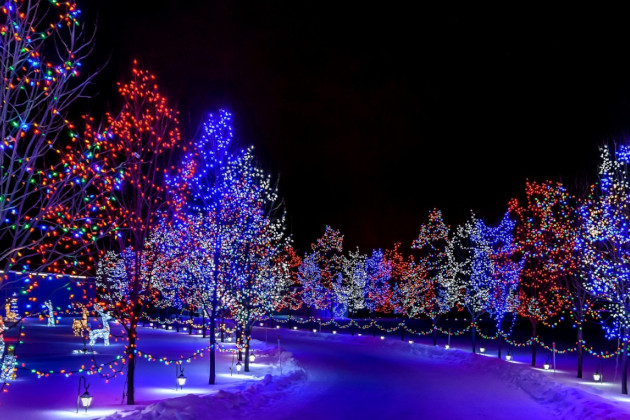 led_lights_trees.jpg